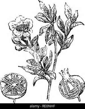 . A history of the vegetable kingdom; embracing the physiology of plants, with their uses to man and the lower animals, and their application in the arts, manufactures, and domestic economy. Illus. by several hundred figures. Botany; Botany, Economic; 1855. The Llrae. odorous rind, enclosing an acid juice. It is a native of Asia, hut has long been common in the West Indies, where it is raised both for its fruit and for fences. The juice of the lime is by some preferred to that of the lemon, and, it is used for similar purposes. The following varieties are grown in the London nurseries: the com Stock Photo