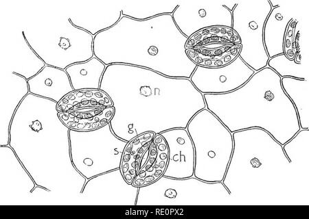 LMs of living cells showing chloroplasts. Fig. 1. Girdle view of
