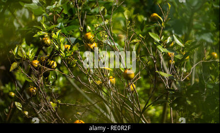 Ripe green and Orange Tangerine oranges on branch with leaves. Grow tangerines season of tangerines Stock Photo