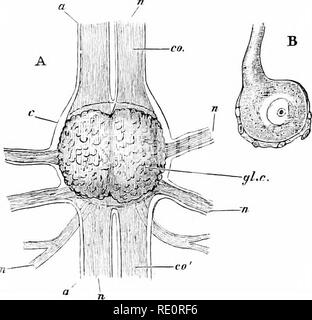 The Crayfish : an introduction to the study of Zoology. 188 ...