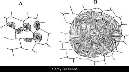 . An introduction to vegetable physiology. Plant physiology. THE STOEAGE OP EE8EEVE MATEEIALS 239 mentioned, in solution in the cell-sap, but it can readily be made to crystallise out or to be precipitated in an amor- phous condition by the application of alcohol (fig. 113). We find many instances of the occurrence of various sugars as reserve materials. Cane-sugar is present in large quantities in the succulent parenchyma of the roots of the Beet and the Mangel-wurzel, and of the stems of the Sugar- cane ; grape-sugar is found in the leaves of the bulbs of the Onion and allied plants ; small  Stock Photo