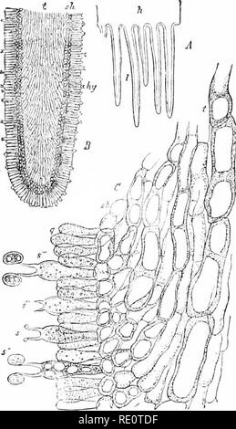 A cross-section of a mushroom, showing its gills and stem structure ...