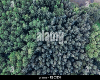 Green Trees from drone above Stock Photo