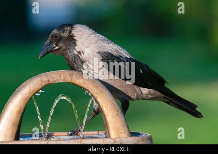 Corvus cornix Stock Photo