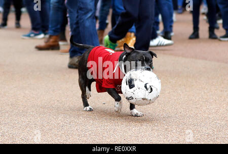 Dog best sale liverpool shirt