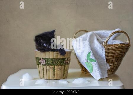 Still life with funny little black kitten Stock Photo