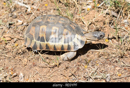 South African bowsprit tortoise (Chersina angulata), walking, South ...