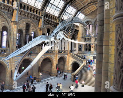 'Hope' the blue whale skeleton displayed at the Natural History Museum in London - United Kingdom Stock Photo