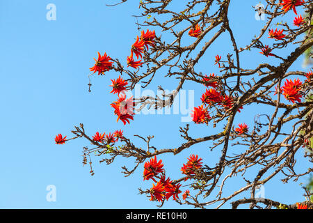 Bright scarlet flowers of the Cape Coral Tree or Kafferboom, Erythrina caffra. Also called African coral tree and Lucky Bean tree. Deciduous, ornament Stock Photo