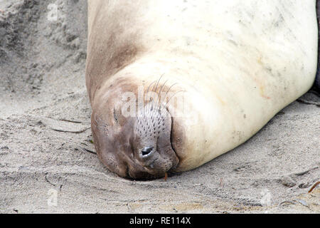Close up portrait of a female elephant seal sleeping on the beach.
