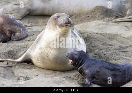 elephant seal pup next to mom. The mothers will fast and nurse up to 28 days, providing their pups with rich milk. Pups weigh 75 pounds at birth and g Stock Photo