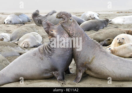 Two elephant seal bulls fighting. Bulls challenge each other for dominance. One challenges another, and one retreats. About 20 percent of challenges l