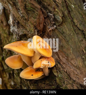 Small orange funghi growing out of tree bark Stock Photo