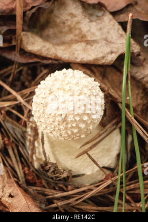 Rare mushroom growing in north america.Amanita Echinocephala- hedgehog Stock Photo