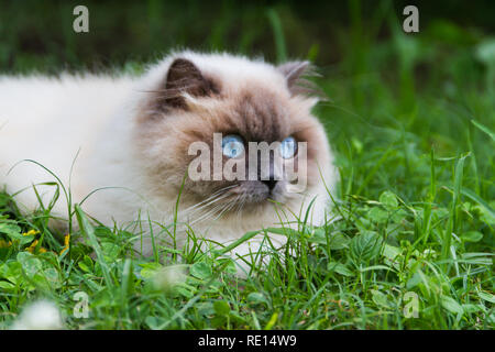 portrait of himalayan persian cat on the green grass in the summer Stock Photo