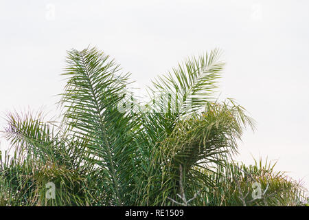 green palm tree cup on the white background Stock Photo