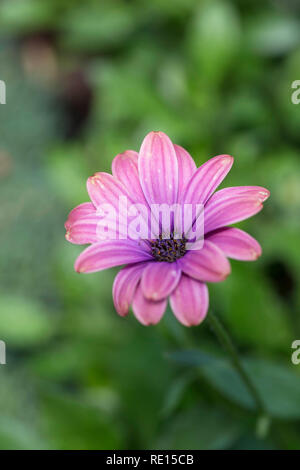 Osteospermum daisy 'Copper Amethyst' Stock Photo