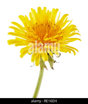 Dandelion flowers isolated on white background Stock Photo