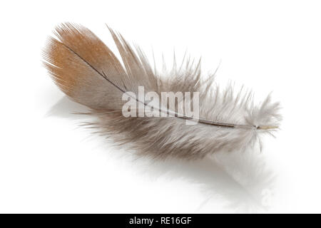 Brown feather isolated on white background Stock Photo