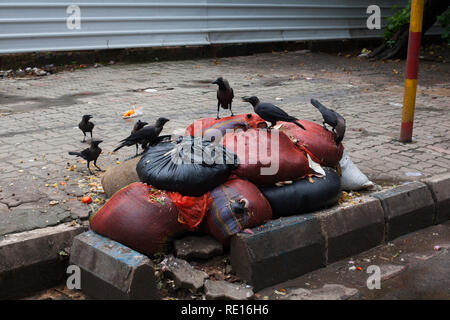 Kolkata / India - August 2015: Crows eating trash on a sidewalk in Kolkata. Stock Photo