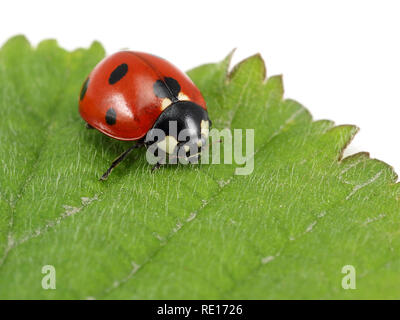 Ladybug on the green leaf, macro shot Stock Photo