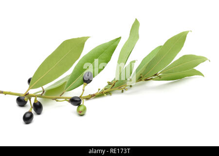 Daphne leaves and fruit isolated on white background Stock Photo