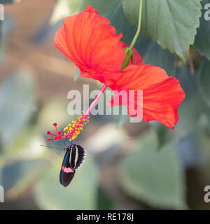 Beautiful Postman butterfly, Heliconius melpomene, feeds from a vibrant red hibiscus flower. These butterflies are indigenous to Mexico and central Am Stock Photo