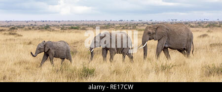 Elephant Family Walking Through The Long Grass Of The Masai Mara Kenya Stock Photo Alamy