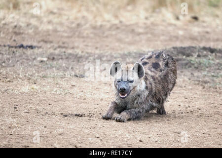 Laughing hyena. A young adult hyena stretches and bares teeth. Masai Mara, Kenya. Stock Photo