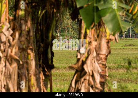 A farmer works the field with the help of his ox near Carmen. Bohol. Philippines. Filipino farmerbreaking up ploughed field by satanding on a small pr Stock Photo