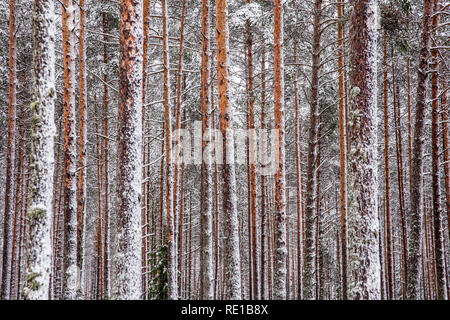 Detail view of brown pine tree trunk pattern, covered with snow in winter. Stock Photo