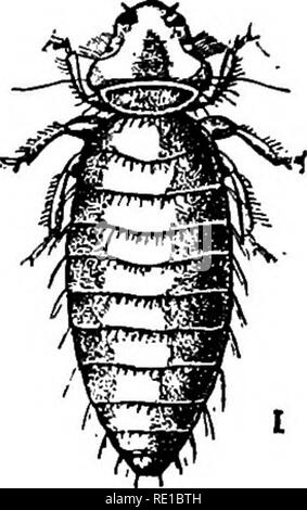 . Parasites and parasitosis of the domestic animals : the zooÌlogy and control of the animal parasites and the pathogenesis and treatment of parasitic diseases . Domestic animals. Fig. 49.âGonio- cotes abdominalis (after Osborn, from Denny, Bui. No. 5, Bureau of Entomol- ogy, V. S. Dept. of Agr.). â Fig. 50.âLipeu- rus variabilis (after Osborn, from Denny, Bui. No. 5, Bureau of Entomol- ogy, U. S. Dept. of Agr.). Fig. 51.âMenopon pallidum (after Os- born, from Denny, Bui. No. 5, Bureau of Entomology, U. S. Dept. of Agr.). outline with median spots on each ring. General color pale yellow. Femal Stock Photo