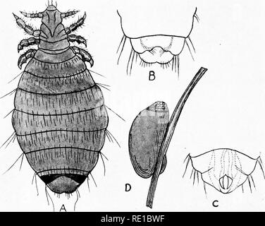 . Parasites and parasitosis of the domestic animals : the zooÌlogy and control of the animal parasites and the pathogenesis and treatment of parasitic diseases . Domestic animals. 76 PARASITES OF THE DOMESTIC ANIMALS Pediculosis of the Sheep This animal has one suctorial louse,âLinognathus â pedalis, and one biting; louse,âTrichoiiedes sphwrocephalus. 1. Linognathus pedalis (Hsematopinus pedalis). Pediculidge (p. 70). âHas the same general shape as the short-nosed ox louse, but is somewhat more slender. It is also much lighter in color, giving it a somewhat immature appearance (Fig. 43).. Fig. Stock Photo