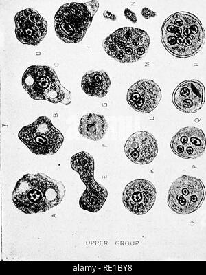 . A text-book upon the pathogenic Bacteria and Protozoa for students of medicine and physicians. Bacteriology; Pathogenic bacteria; Protozoa. IJPI-'HR CHOIJP. Please note that these images are extracted from scanned page images that may have been digitally enhanced for readability - coloration and appearance of these illustrations may not perfectly resemble the original work.. McFarland, Joseph, 1868-. Philadelphia and London, W. B. Saunders Company Stock Photo