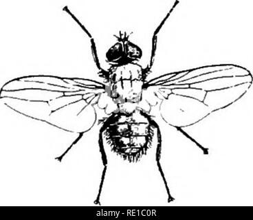 . Parasites and parasitosis of the domestic animals : the zooÌlogy and control of the animal parasites and the pathogenesis and treatment of parasitic diseases . Domestic animals. THE FLIES 39 swept up and burned. The use of poisonous liquids set around in dishes has but little efficacy and for other reasons is not to be recommended. Sticky fly paper, to be most effectual, should be placed in parts of the room where there is most sunlight, as in the vicinity of windows. In this connection it should be borne in mind that adult house flies and their allies seek the light, while their larvae avoi Stock Photo