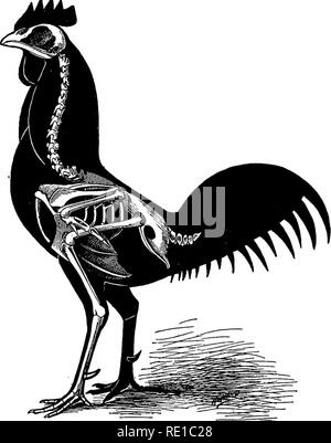 . Relative Position of Skeleton and Soft Parts of Fowl Stock Photo - Alamy