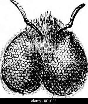 . Parasites and parasitosis of the domestic animals : the zooÌlogy and control of the animal parasites and the pathogenesis and treatment of parasitic diseases . Domestic animals. ARTHROPODA 19. a weapon of defense provided with poison ii;lan(ls. P'roni its nature the sting is essentialh' onlj' possessed Ijy the females. Some insects on leaving the egg develop directly to the adult stage, the larva in most cases differing from the adult prin- cipallj' in the absence of wings. In such cases there is a slight change of form with successive molts, the wings being ultimately acquired. Here the met Stock Photo