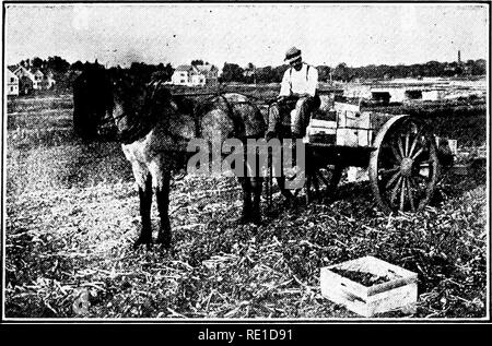 . Vegetable gardening . Vegetable gardening; Project method in teaching. MARKETING 165 A great many different methods are used in collecting the crop. A bulky crop, sucli as cabbage, is often placed on the wagons immediately after cutting and hauled to market without further attention, while many crops, in- cluding cabbage, are frequently packed in the field in barrels or crates and then hauled to market or to the shipping station. Various types of two-wheel carts are in common use in collecting crops. Hundreds of them are employed by Norfolk truckers. In the Boston dis-. FIG. 44. CART USED NE Stock Photo