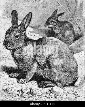 . The world of animal life. Zoology. THE RABBIT 173 THE RABBIT The common rabbit lives in holes which it digs in the ground. These holes are known as burrows; and, when there are a number of burrows close together, the place is called a warren. In order to see the rabbits in a warren, it is best to go either quite early in the morn- ing, or else a little after ^ ' 1 sunset, for then they come out of their bur- rows, and do not seem to suspect any danger. And what games they have! Such romping, and scampering, and chasing one another; such running in and out of their holes, and even playing a s Stock Photo