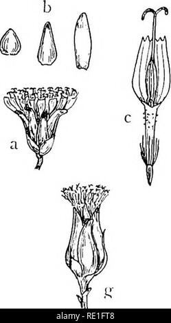 . The phanerogams of the Juan Fernandez Islands. Botany. 208 CARL  SKOTTSBERG 142. D. gigantea Joh., Estud. 69; Skottsberg, Stud. 6. — Fig. 39  g— k. Masafuera: On the walls of the canyons and on the slopes of the val-  leys, in the forest region,