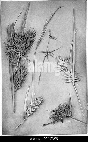 . The plants of Southern New Jersey with especial reference to the flora of the pine barrens and the geographic distribution of the species. Botany. TSr. J. Plant PLATE XXII.. Original Photo. Nat. size. SEDGES. 1. Carex lupulina. 2. C. bullata. 3. C. collinsii. 4. C. folliculata. 5. C. intumescens.. Please note that these images are extracted from scanned page images that may have been digitally enhanced for readability - coloration and appearance of these illustrations may not perfectly resemble the original work.. Stone, Witmer, 1866-1939. Trenton, N. J. Stock Photo