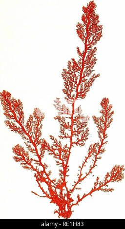 . Sea mosses. A collector's guide and an introduction to the study of marine Algae. Algae. Plocamium coccineum, Lyngb. PLATE XV.. Please note that these images are extracted from scanned page images that may have been digitally enhanced for readability - coloration and appearance of these illustrations may not perfectly resemble the original work.. Hervey, A. B. (Alpheus Baker), 1839-1931. Boston, S. E. Cassino Stock Photo