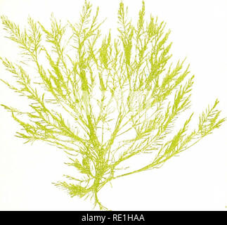 . Sea mosses. A collector's guide and an introduction to the study of marine Algae. Algae. Bryopsis plumosa, Lam. PLATE I.. Please note that these images are extracted from scanned page images that may have been digitally enhanced for readability - coloration and appearance of these illustrations may not perfectly resemble the original work.. Hervey, A. B. (Alpheus Baker), 1839-1931. Boston, S. E. Cassino Stock Photo