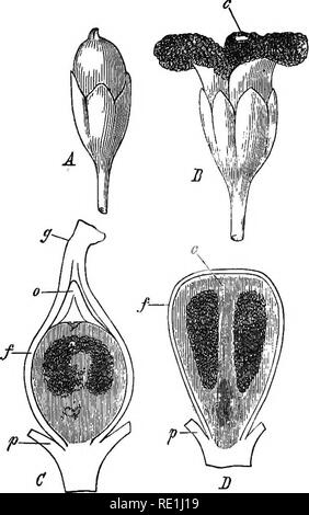 . A monograph of the British Uredineae and Ustilagineae, with an ...