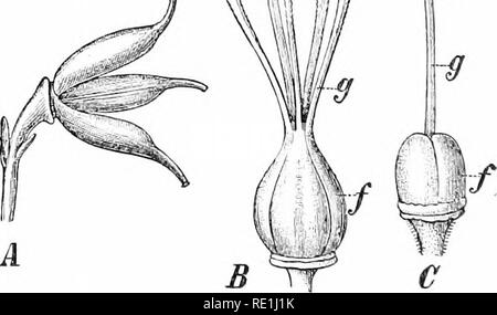 . Plant studies; an elementary botany. Botany. Fit;. 323. Cross - section of anther of a lily {Butomus). showing the separating walls between the members of each pair of sporangia broken down at z, forming a con- tinuous cavity (pollen-sac) which opens by a longitudi- nal slit.—After Sachs. The opening of the pollen-sac to discharge its pollen- grains (microspores) is called dehiscence., which means &quot; a splitting open,&quot; and the methods of dehiscence are various (Tig- 322). By far the most common method is for the wall of each sac to split lengthwise (Fig. 323), which is called longit Stock Photo