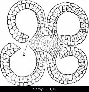 . Plant studies; an elementary botany. Botany. 362 PLANT STUDIES. Fit;. 323. Cross - section of anther of a lily {Butomus). showing the separating walls between the members of each pair of sporangia broken down at z, forming a con- tinuous cavity (pollen-sac) which opens by a longitudi- nal slit.—After Sachs. The opening of the pollen-sac to discharge its pollen- grains (microspores) is called dehiscence., which means &quot; a splitting open,&quot; and the methods of dehiscence are various (Tig- 322). By far the most common method is for the wall of each sac to split lengthwise (Fig. 323), whi Stock Photo