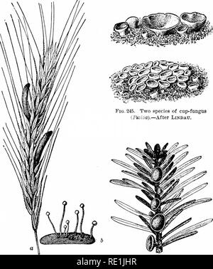 . Plant studies; an elementary botany. Botany. THALLOPHYTES: FUNGI 277. Fig. 244. Head of rye attacked by &quot; er- got&quot; (a), peculiar grain-like masses replacing the grains of rye ; also a mass of &quot;ergot&quot; germinating to form spores (b).—After Tuxasne. Fig. 246. A cup-fungns (Pitya) grow- ing on a spruce (Picea).— After Rehm. In some of these forms the ascocarp is completely closed, as in the lilac mildew; in others it is flask-shaped; in others, as in the cup-fungi, it is like a cup or disk ; but in all the spores are inclosed by a delicate sac, the ascus.. Please note that th Stock Photo