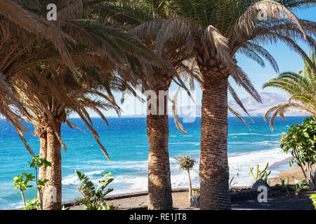 Puerto del Carmen beach in Lanzarote, Canary islands, Spain. blue sea, palm trees, selective focus