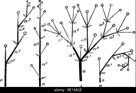 . A manual of botany. Botany. Fig. 42. Diagram of normal or tme ...