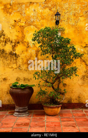 Pot plants against a wall in the historic UNESCO listed central Vietnamese town of Hoi An, where yellow walls are traditional Stock Photo